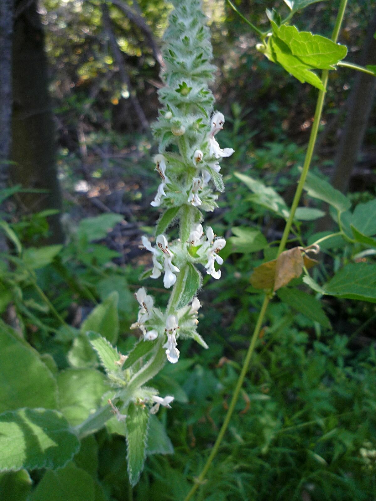 High Resolution Stachys albens Flower